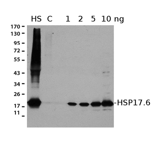 western blot using anti-Hsp17.6 antibodies